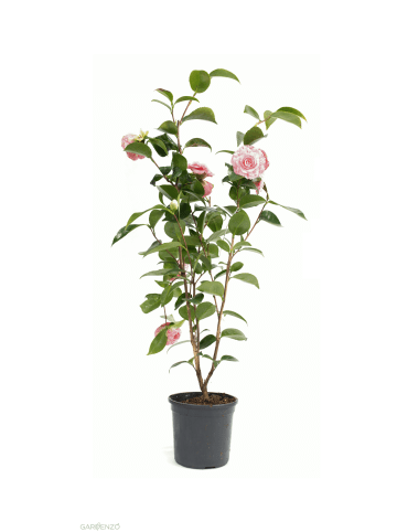 GARDENZO Kamelienstrauch "Japanische Rose" in Rosa