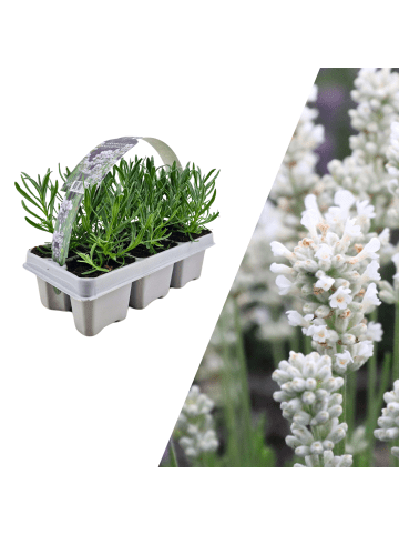 NatureNest 6 weiße Lavendelpflanzen - Lavendel angustifolia Edelweiss