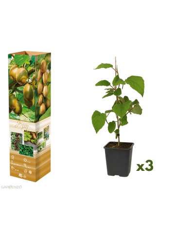 GARDENZO 3er-Set: Kiwi Jenny 