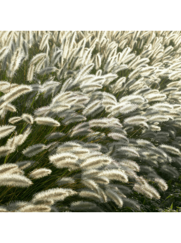 NatureNest 3 Lampenputzgraspflanzen  Pennisetum alopecuroides 'Hameln'