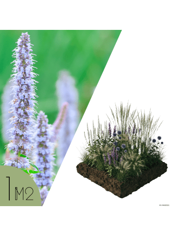 NatureNest 10 Beetpaket Isa Pflanzen in Grün Topf 9 cm Höhe 15 cm