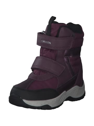 Geox Stiefeletten in Purple