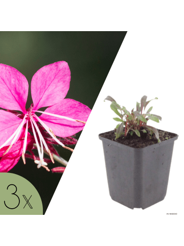 NatureNest 3er: Set Gaura lindheimeri Siskiyou Pink Pflanzen in Rosa