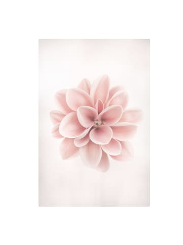 WALLART Leinwandbild - Dahlie Rosa Pastell Blume Zentriert in Rosa