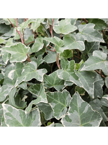 NatureNest 3 Efeu Pflanzen  Hedera helix 'Glacier' 