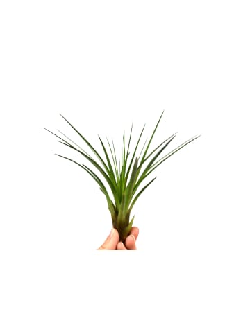MeinVIPShop 3er Set Exotische Tillandsien Melanocrater