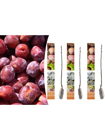 GARDENZO 3er-Set: Pflaume Opal Obstbäume in Bunt