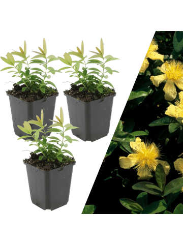 NatureNest 3 Johanniskraut-Pflanzen  Hypericum calycinum 