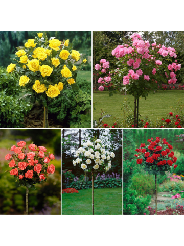 GARDENZO 5er-Set: Mini-Stamm Rosen in Bunt