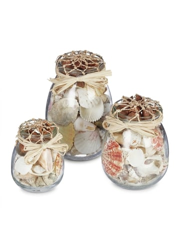 3x Muscheldeko in Natur