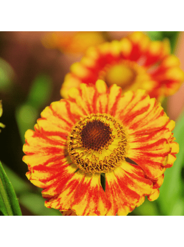 NatureNest 3er: Set Helenium Moerheim Beauty Pflanzen in Rot