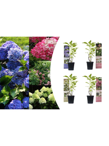 GARDENZO 4er-Set: Hortensien in Bunt