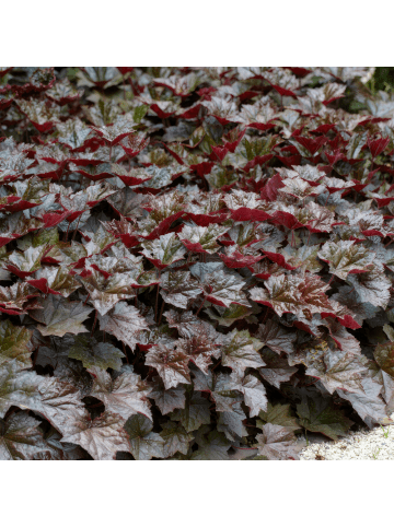 NatureNest 6 Purpurglockenblumen Pflanzen  Heuchera micrantha 'Palace Purple'  