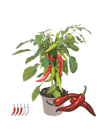 NatureNest Chili Pflanze in Rot Topf 14 cm Höhe 40 cm