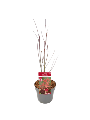 NatureNest Acer palmatum Atropurpureum Ahornpflanze in Rot Topf 19 cm Höhe 50 cm