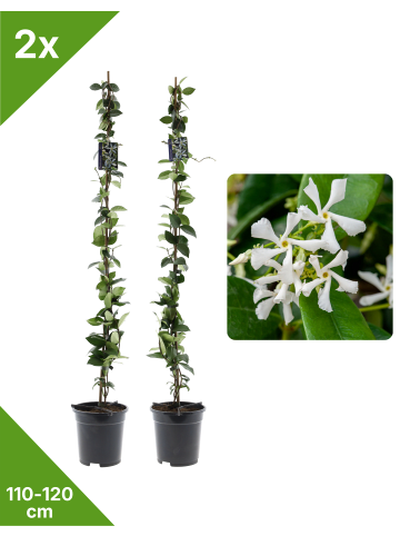 GARDENZO 2er-Set Sternjasmin 110-120cm 2L Topf