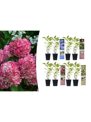 GARDENZO 8er-Set: Hortensien in Bunt
