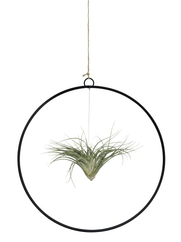 exotic living Kombination aus Tillandsia im Loop schwarz