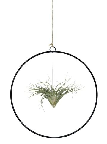 MeinVIPShop Kombination aus Tillandsia im Loop schwarz