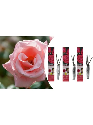 OH2 3er-Set Großblütige Rosen in Rosa