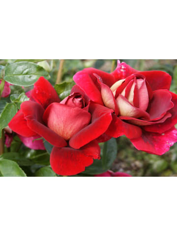 GARDENZO 3er-Set: Großblütige Rosen in Rot-Weiß