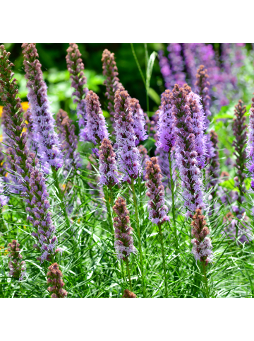 NatureNest 3er: Set Liatris spicata Pflanzen in Lila