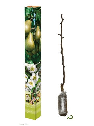 GARDENZO 3er-Set: Birne Conference Obstbäume in Bunt