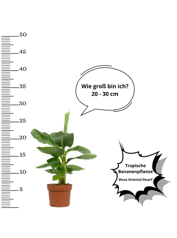 OH2 6er-Set Musa Bananen Pflanzen in Grün