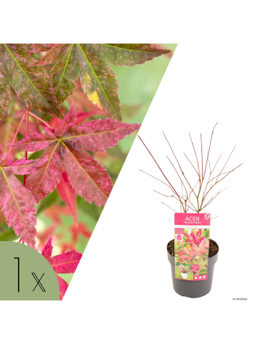 NatureNest Acer palmatum Beni maiko Ahornpflanze in Rot Topf 19 cm Höhe 50 cm