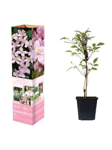 GARDENZO 3er-Set: Pflanzen Clematis Montana Rubens in Pink