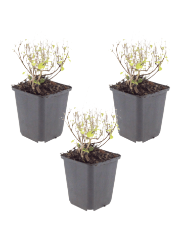 NatureNest 3er-Set: Calamintha nepeta Staude bienenfreundlich in Violett