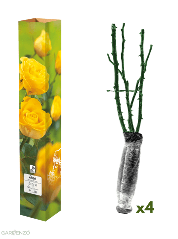 GARDENZO 4er-Set: Duftende großblumige Gartenrosen in Gelb