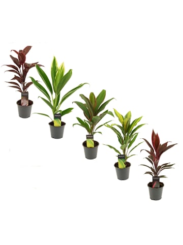 MeinVIPShop Zimmerpflanze Cordyline fruticosa 5er Set