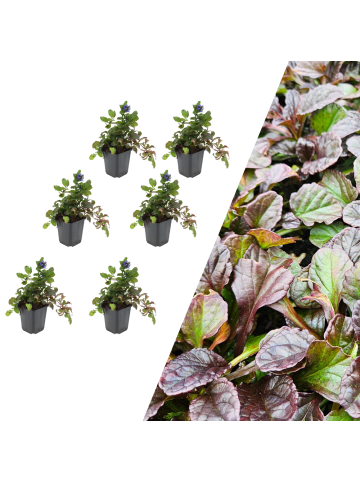 NatureNest 6 Kriechende Zenegrünpflanzen  Ajuga reptans  