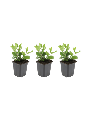 NatureNest Herbstaster Asran Set 3 Aster ageratoides winterhart