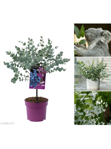 GARDENZO Eukalyptus gunnii Azura am Stamm