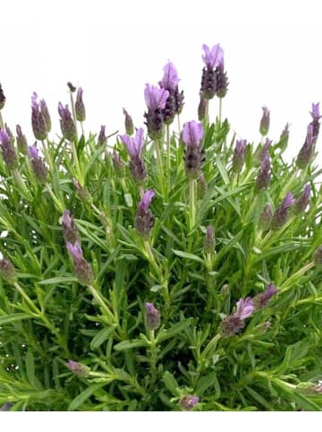 MeinVIPShop 3x Lavendel 30cm