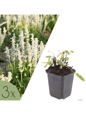 NatureNest 3er: Set Salvia nemorosa Schneehegel Pflanzen in Weiß