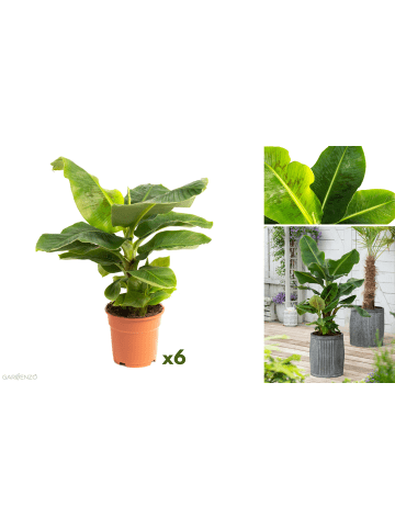 GARDENZO 6er-Set: Tropische Bananenpflanzen in Grün
