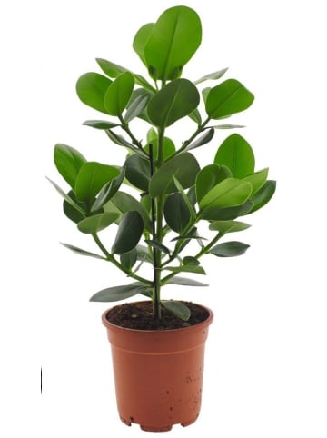 MeinVIPShop Balsamapfel Clusio Princess 55cm XXL