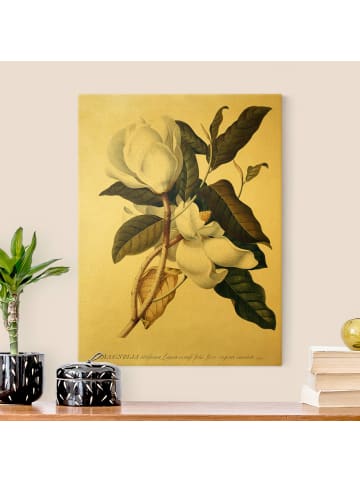 WALLART Leinwandbild Gold - Georg Dionysius Ehret - Magnolie in Grün