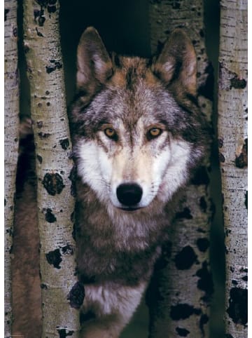 Eurographics Gray Wolf (Puzzle)