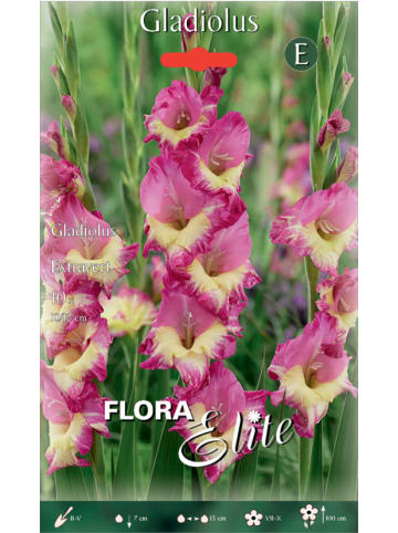 MeinVIPShop 30 x Gladiolen Extravert Blumenzwiebeln