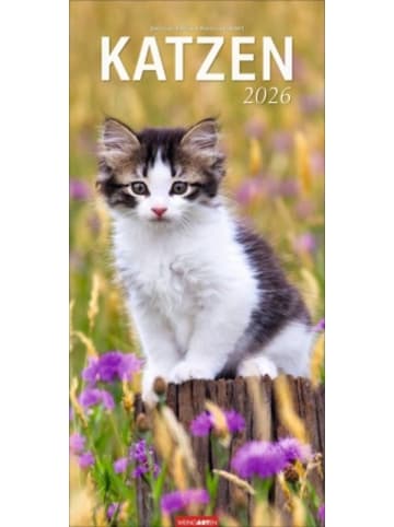 Weingarten Kalender - Katzen Kalender 2026