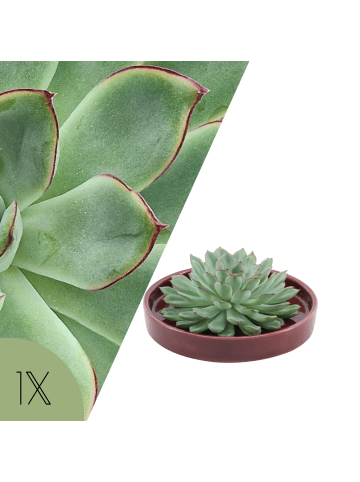 NatureNest Echeveria Pulidonis kompakte Sukkulente in roter Schale