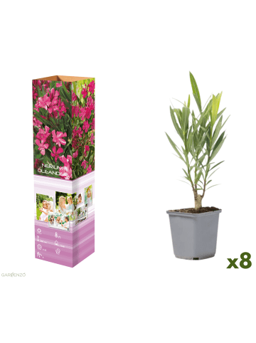 GARDENZO 8er-Set: Tropische Oleanderpflanzen in Rosa