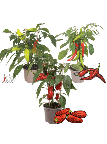 NatureNest 3 Gemüsepflanzen Scharfes Trio in Grün Topf 14 cm Höhe 40 cm