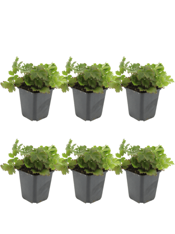 NatureNest 6 Waldsteinia ternata Pflanzen in Gelb Topf 9 cm Höhe 15 cm