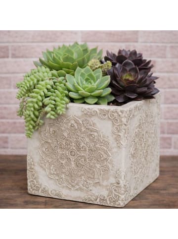 AltoBelli Blumentopf MARONI Beige mit Ornament ECKIG Zement 13x13 cm