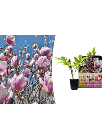 GARDENZO 3er-Set: Magnolien in Bunt